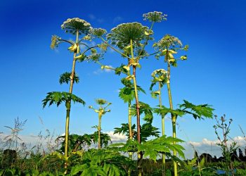 Aroged: Three Perm residents banned from traveling abroad for refusing to eradicate hogweed on their land