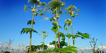 Aroged: Three Perm residents banned from traveling abroad for refusing to eradicate hogweed on their land