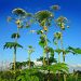 Aroged: Three Perm residents banned from traveling abroad for refusing to eradicate hogweed on their land