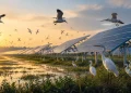Birds start disappearing in China – solar energy under suspicion