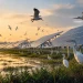 Birds start disappearing in China – solar energy under suspicion