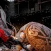 Play games to enjoy, not to pass: less than 10% of players who purchased on PC completed the Crimson Desert story Play games to enjoy, not to pass: less than 10% of players who purchased on PC completed the Crimson Desert story