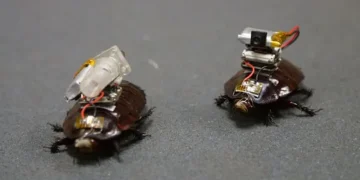 Robot cockroach equipped with syringe and taught to inject Robot cockroach equipped with syringe and taught to inject