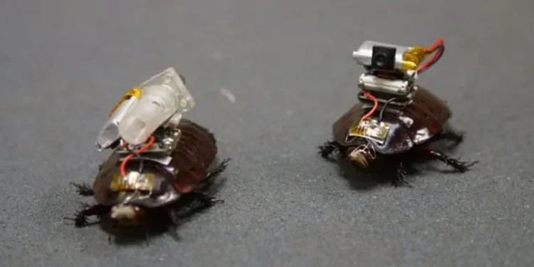 Robot cockroach equipped with syringe and taught to inject Robot cockroach equipped with syringe and taught to inject