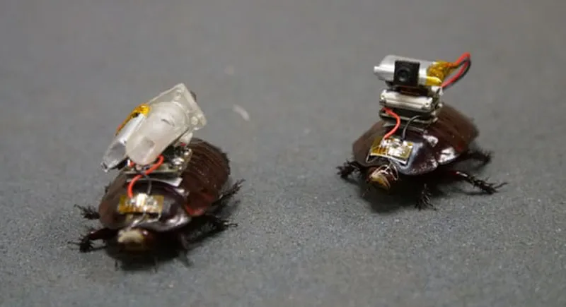 Robot cockroach equipped with syringe and taught to inject Robot cockroach equipped with syringe and taught to inject