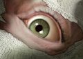 Sanitarium Enhanced brings the 1998 horror cult back to PC and consoles