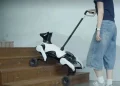 China has developed a four-legged guide robot for the blind. China has developed a four-legged guide robot for the blind.
