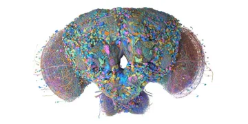 Digital model of fruit fly nervous system taught to play Doom and Super Mario 64 Digital model of fruit fly nervous system taught to play Doom and Super Mario 64