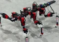 Hexapod robot learns to walk independently like a stick insect Hexapod robot learns to walk independently like a stick insect