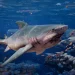 “I’ve been waiting for this sequel for seven years”: Fans are excited about the release of “Maneater 2”, a role-playing action game about man-eating sharks “I’ve been waiting for this sequel for seven years”: Fans are excited about the release of “Maneater 2”, a role-playing action game about man-eating sharks