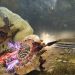Monster Hunter Wilder: Rise shows off Charge Blade’s explosive new moves in trailer Monster Hunter Wilder: Rise shows off Charge Blade’s explosive new moves in trailer