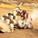 Monster Hunter Wilder Rise’s Two Trailers Showcase Hunting Horns and Insect Blades Monster Hunter Wilder Rise’s Two Trailers Showcase Hunting Horns and Insect Blades