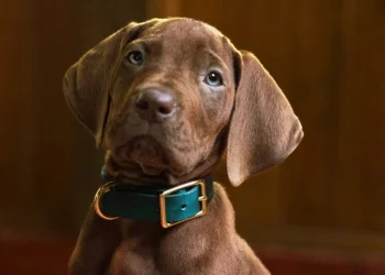 Netflix has wrapped filming on the series Scooby-Doo: The Beginning – with behind-the-scenes photos of the author and cast Netflix has wrapped filming on the series Scooby-Doo: The Beginning – with behind-the-scenes photos of the author and cast
