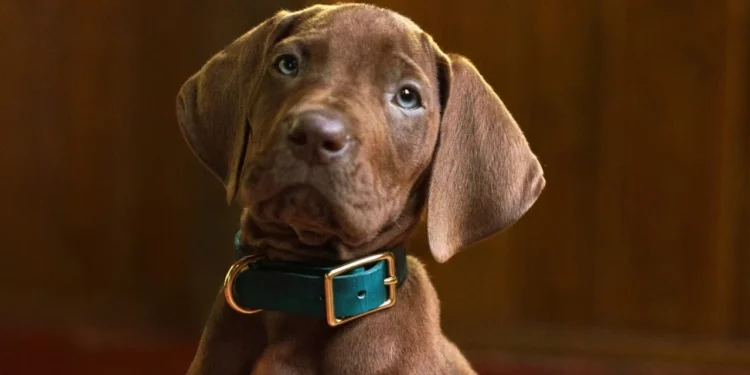 Netflix has wrapped filming on the series Scooby-Doo: The Beginning – with behind-the-scenes photos of the author and cast