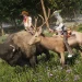Once humans turn animals into riding partners Once humans turn animals into riding partners