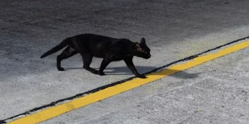 ‘All cats are gray at night’: Elon Musk explains why robotaxis won’t serve customers late at night ‘All cats are gray at night’: Elon Musk explains why robotaxis won’t serve customers late at night
