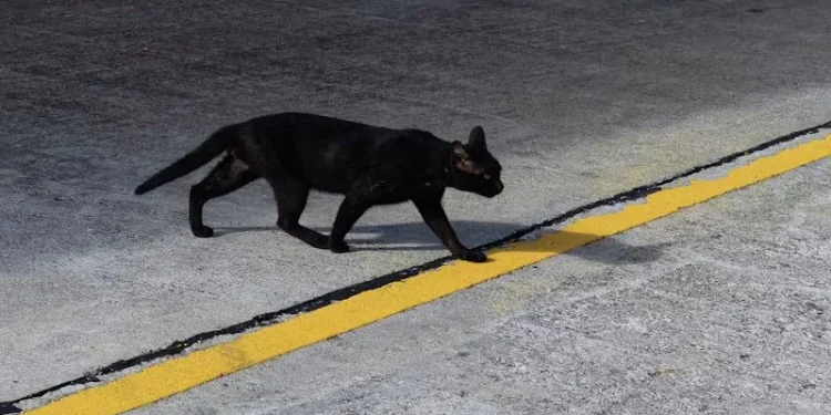 ‘All cats are gray at night’: Elon Musk explains why robotaxis won’t serve customers late at night ‘All cats are gray at night’: Elon Musk explains why robotaxis won’t serve customers late at night