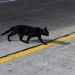 ‘All cats are gray at night’: Elon Musk explains why robotaxis won’t serve customers late at night ‘All cats are gray at night’: Elon Musk explains why robotaxis won’t serve customers late at night